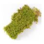 ” Sheet Moss – Mosser Lee – Natural Green – 325 sq ft”